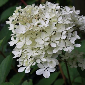 2 x hortensia paniculé  - hydrangea paniculata 'phantom'  - 40-50 cm pot