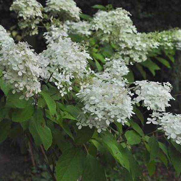 Arborix - 2 x hortensia paniculé  - hydrangea paniculata 'phantom'  - 40-50 cm pot