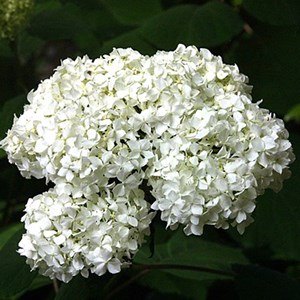 2 x hortensia paniculé  - hydrangea paniculata 'praecox'  - 40-50 cm pot
