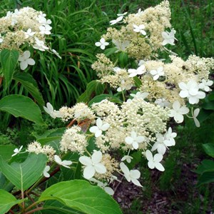 2 x hortensia paniculé  - hydrangea paniculata 'praecox'  - 40-50 cm pot