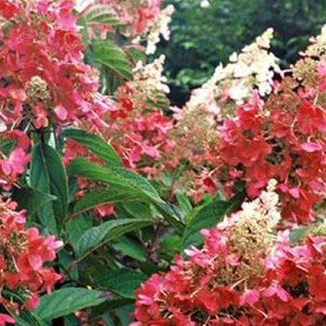 Hortensia paniculé  - hydrangea paniculata 'pinky winky'  - 60-80 cm pot