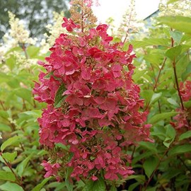 2 x hortensia paniculé  - hydrangea paniculata 'pinky winky'  - 40-50 cm pot