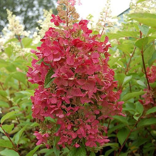 Arborix - 2 x hortensia paniculé  - hydrangea paniculata 'pinky winky'  - 40-50 cm pot
