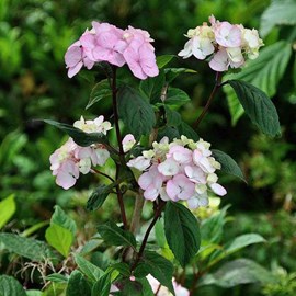 2 x hortensia  - hydrangea serrata 'preziosa'  - 25-30 cm pot