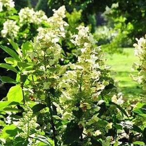2 x hortensia paniculé  - hydrangea paniculata 'tardiva'  - 40-50 cm pot