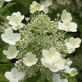 2 x hortensia paniculé  - hydrangea paniculata 'tardiva'  - 40-50 cm pot