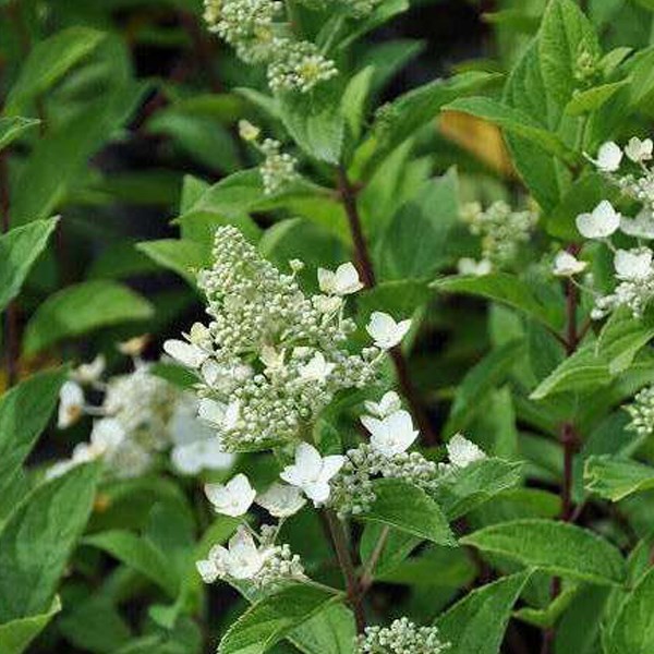 Arborix - 2 x hortensia paniculé  - hydrangea paniculata 'unique'  - 40-50 cm pot