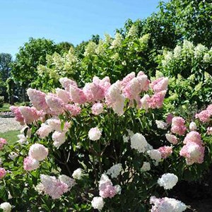 2 x hortensia paniculé ® - hydrangea paniculata 'vanille fraise' - 40-50 cm pot