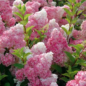 2 x hortensia paniculé ® - hydrangea paniculata 'vanille fraise' - 40-50 cm pot