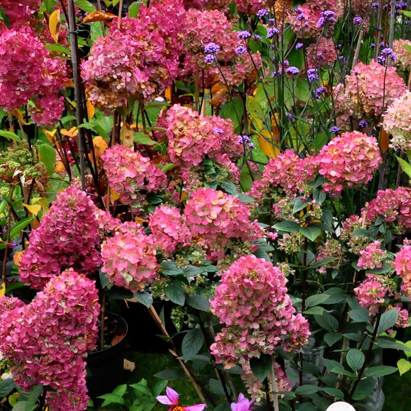 Arborix - Hortensia paniculé ® - hydrangea paniculata 'wim's red'  - 40-50 cm pot