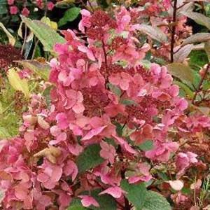 Hortensia paniculé ® - hydrangea paniculata 'wim's red'  - 40-50 cm pot