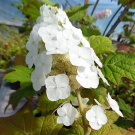 Hortensia à feuilles de chêne - hydrangea quercifolia 'snow queen' - 50-60 cm