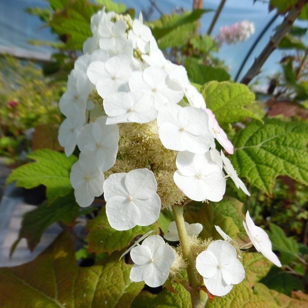 Arborix - Hortensia à feuilles de chêne - hydrangea quercifolia 'snow queen' - 50-60 cm