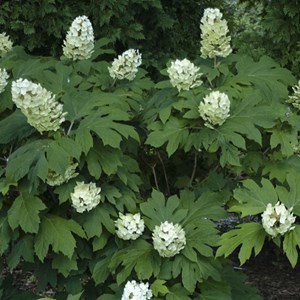 Hortensia à feuilles de chêne - hydrangea quercifolia 'snow queen' - 50-60 cm
