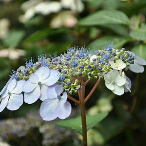 2 x hortensia  - hydrangea serrata 'bluebird'  - 25-30 cm pot