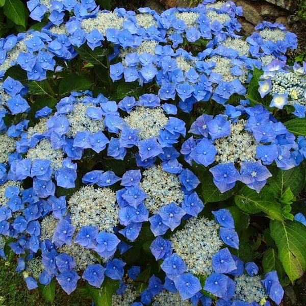 Arborix - Hortensia  - hydrangea 'teller blue'  - 40-60 cm pot