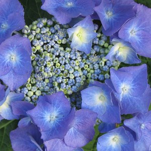 Hortensia  - hydrangea 'teller blue'  - 40-60 cm pot