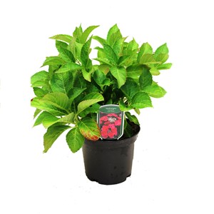 2 x hortensia  - hydrangea 'teller red'  - 25-30 cm pot