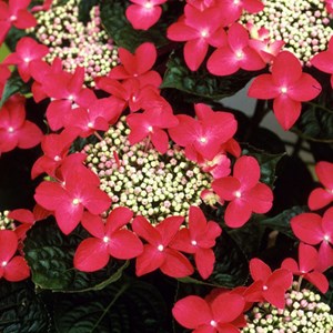 Hortensia  - hydrangea 'teller red'  - 40-60 cm pot