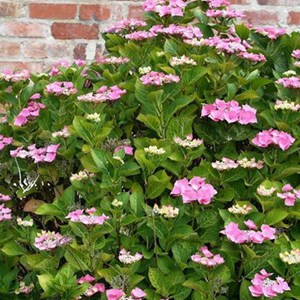 2 x hortensia  - hydrangea 'teller rose'  - 25-30 cm pot