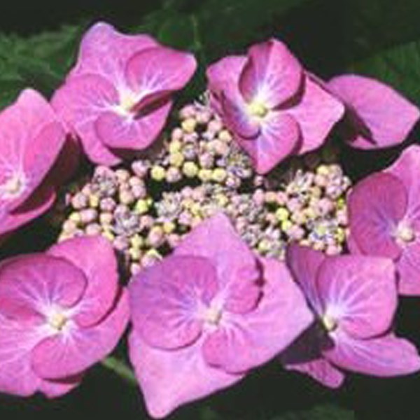 Arborix - Hortensia - hydrangea 'teller rose' - 40-60 cm pot
