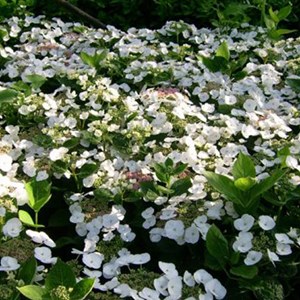 2 x hortensia  - hydrangea 'teller white'  - 25-30 cm pot