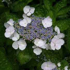 Hortensia  - hydrangea 'teller white'  - 40-60 cm pot