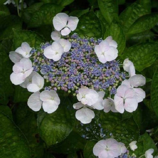Hortensia - hydrangea 'teller white' - 40-60 cm pot