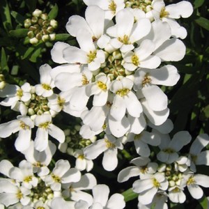 Corbeille d'argent  - iberis sempervirens 'weisser zwerg'  - godet 9x9 cm