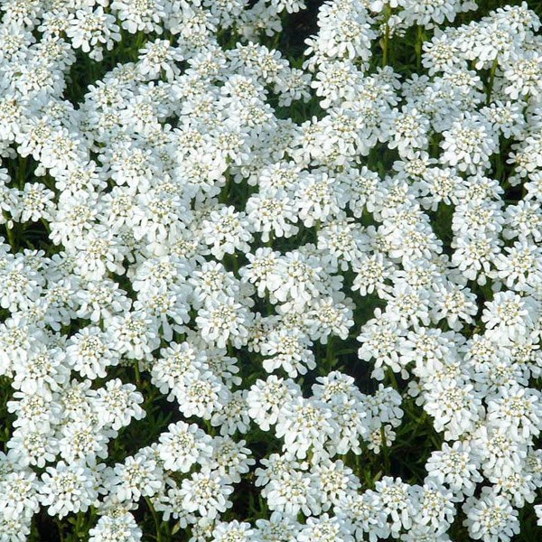 6 x corbeille d'argent - iberis sempervirens 'weisser zwerg' - godet 9x9 cm