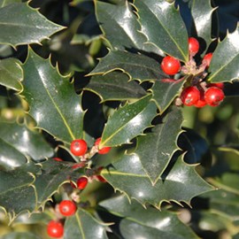 2 x houx  - ilex aquifolium 'alaska'  - 40-60 cm pot