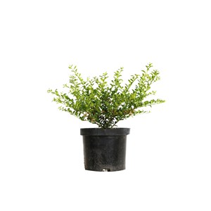 2 x houx crénelé  - ilex crenata 'convexa'  - 30-40 cm pot