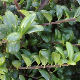 2 x houx crénelé  - ilex crenata 'convexa'  - 30-40 cm pot