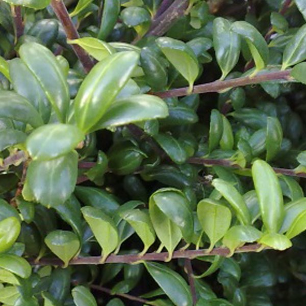 Arborix - 2 x houx crénelé  - ilex crenata 'convexa'  - 30-40 cm pot