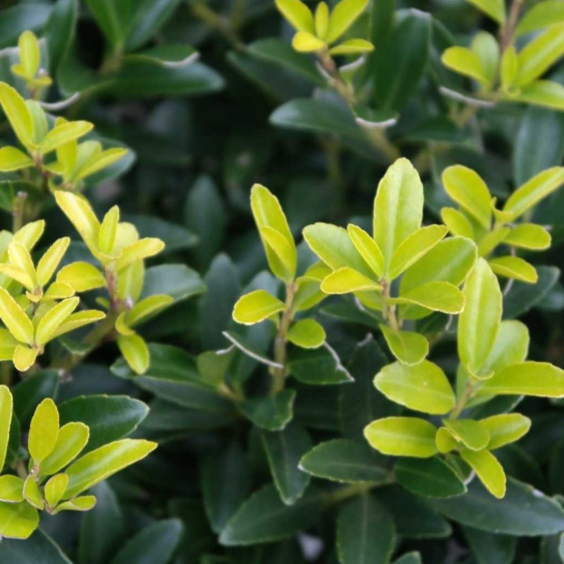 Arborix - Houx crénelé  - ilex crenata 'caroline upright'  - 60-80 cm pot