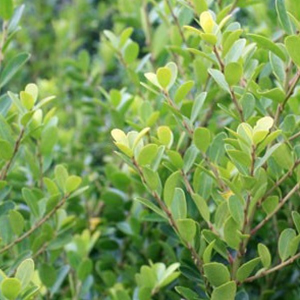 Arborix - 2 x houx crénelé  - ilex crenata 'green hedge'  - 30-40 cm pot