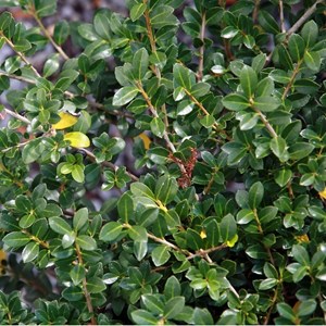 2 x houx crénelé  - ilex crenata 'green lustre'  - 25-30 cm pot