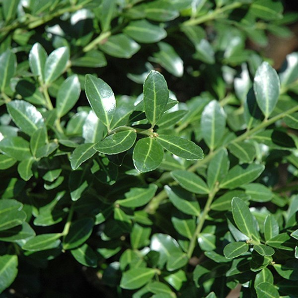 Arborix - 2 x houx crénelé  - ilex crenata 'green lustre'  - 25-30 cm pot