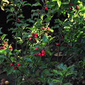 2 x houx  - ilex meserveae 'blue princess'  - 40-60 cm pot