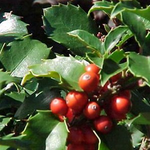 2 x houx  - ilex meserveae 'blue princess'  - 40-60 cm pot