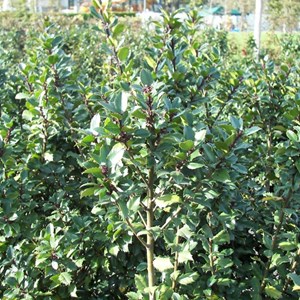 2 x houx  - ilex meserveae 'blue prince'  - 40-60 cm pot