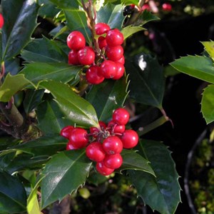 2 x houx ® - ilex meserveae 'heckenfee'  - 40-60 cm pot