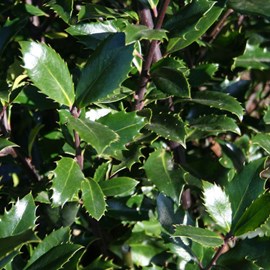 2 x houx  - ilex meserveae 'heckenpracht'  - 40-60 cm pot
