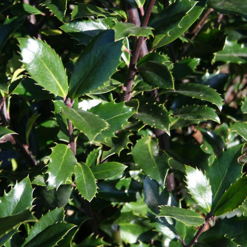 Arborix - 2 x houx  - ilex meserveae 'heckenpracht'  - 40-60 cm pot