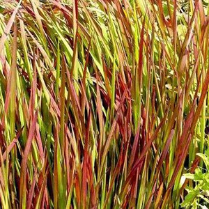 6 x herbe sanglante japonaise - imperata cylindrica 'red baron' - godet 9x9 cm