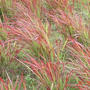 6 x herbe sanglante japonaise - imperata cylindrica 'red baron' - godet 9x9 cm