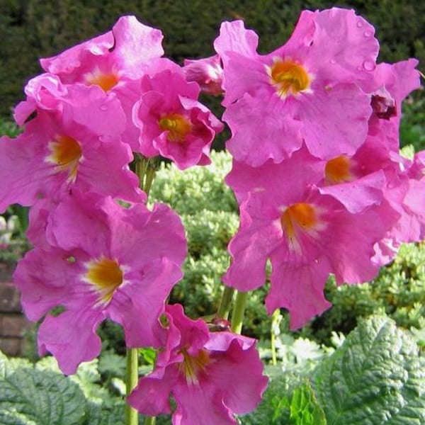 6 x incarvilléee de l'abbé delavay - incarvillea delavayi - godet 9x9 cm