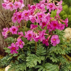 6 x incarvilléee de l'abbé delavay - incarvillea delavayi  - godet 9x9 cm