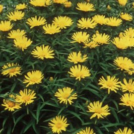 6 x aunée à feuilles récurvées - inula ensifolia  - godet 9x9 cm