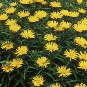 6 x aunée à feuilles récurvées - inula ensifolia  - godet 9x9 cm